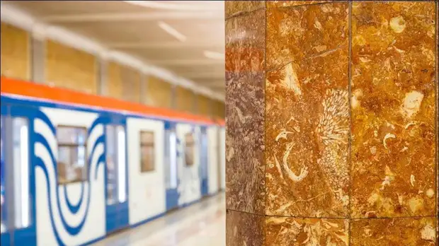 Дептранс рассказал, где находятся древние окаменелости в метро Москвы