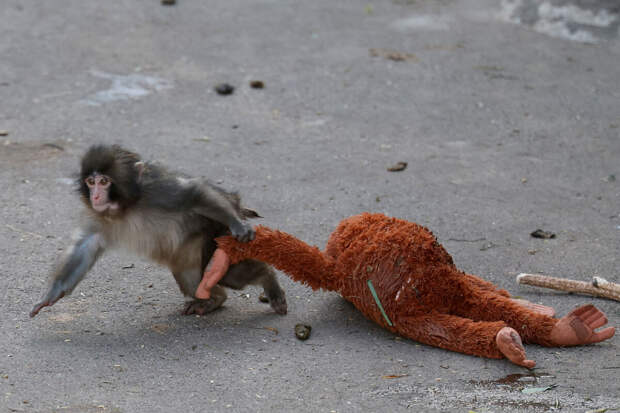 Ясунага: впервые за 39 лет в зоопарк выстраивается очередь из-за обезьянки Панча