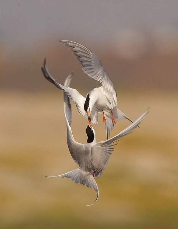 Арктические чайки великолепие, животные, интересное, красота, полет, птицы, факты