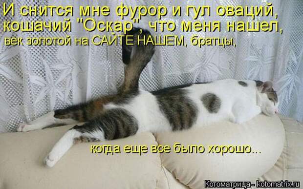 Лучшие котоматрицы недели (50 фото)
