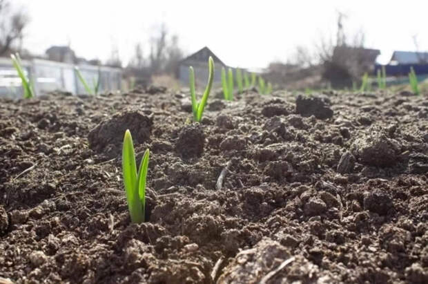 Агроном Терентьев: нельзя пропустить апрельскую подкормку чеснока