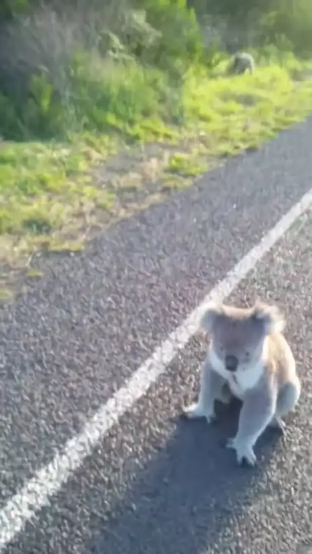 Женщина увидела посреди дороги пушистый комок из играющих коал, ей удалось спасти малышей от грузовика