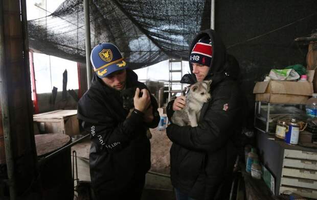 Спортсмен спас одного щенка и договорился вывезти 90 собак Гас Кенуорти, животные, олимпиада, собака, спасение, ферма, фристайлист, южная корея