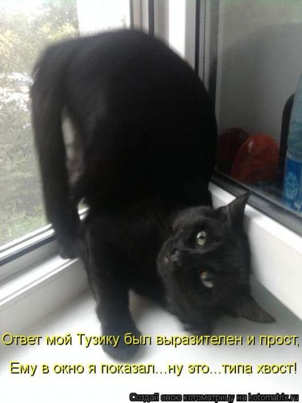 Лучшие котоматрицы недели Лучшие котоматрицы недели