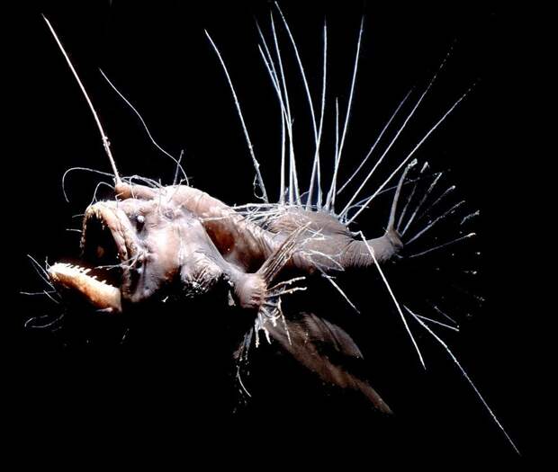 weirdfish09 Десять самых необычных океанских рыб