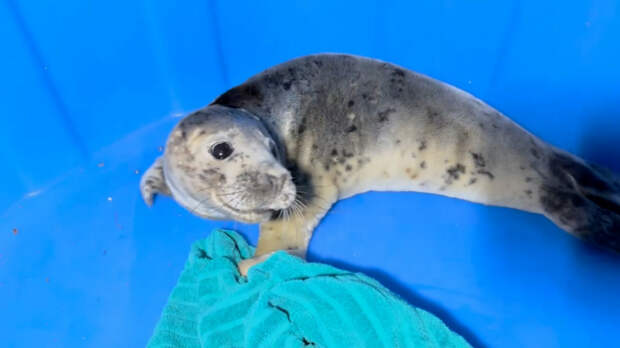 Ластоногий «пасхальный» гость: истощенного тюленя спасли на побережье Финского залива