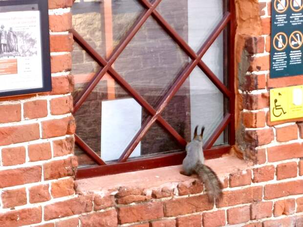 Белочка «посетила» круговой маршрут по стене Нижегородского кремля