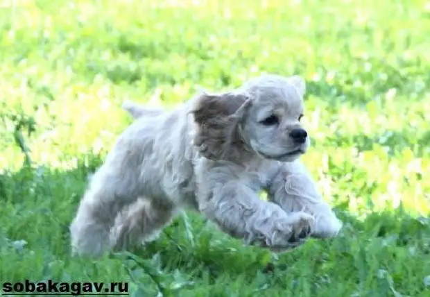 Американский кокер спаниель собака. Описание, уход и цена американского кокер спаниеля