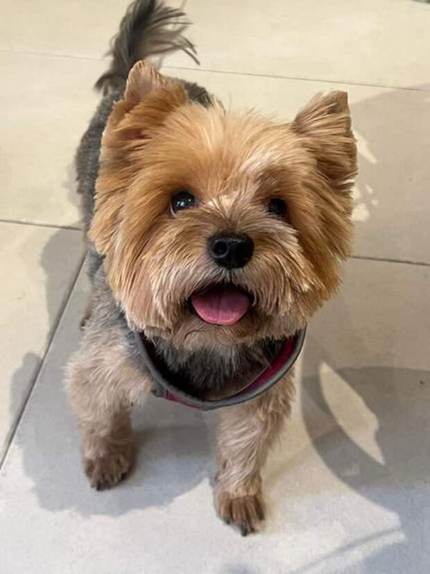 В России готовится закон по порядку обращения с домашними животными