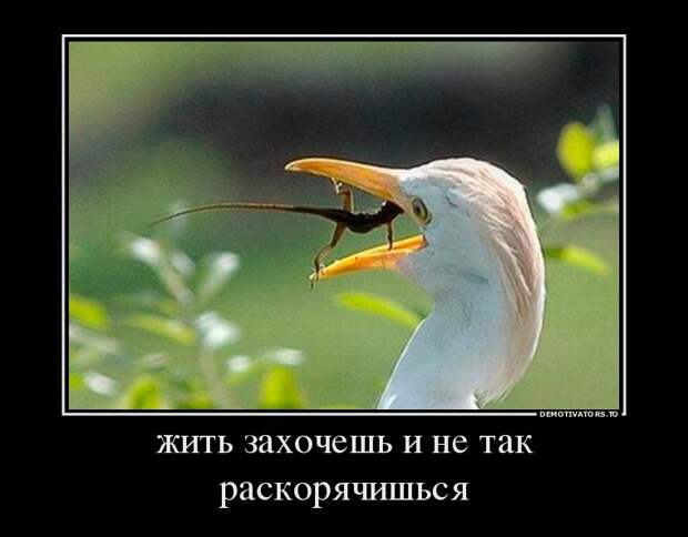 Демотиваторы смех, демотиваторы, прикол, юмор