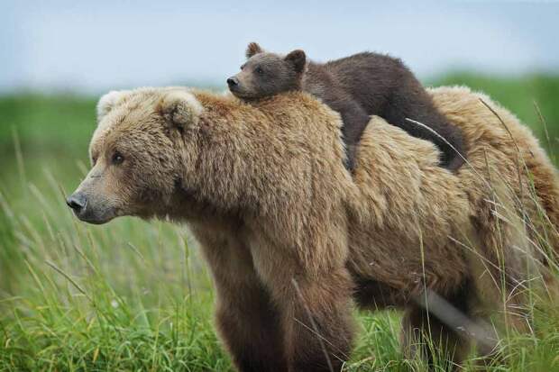 Красивые фото медведей