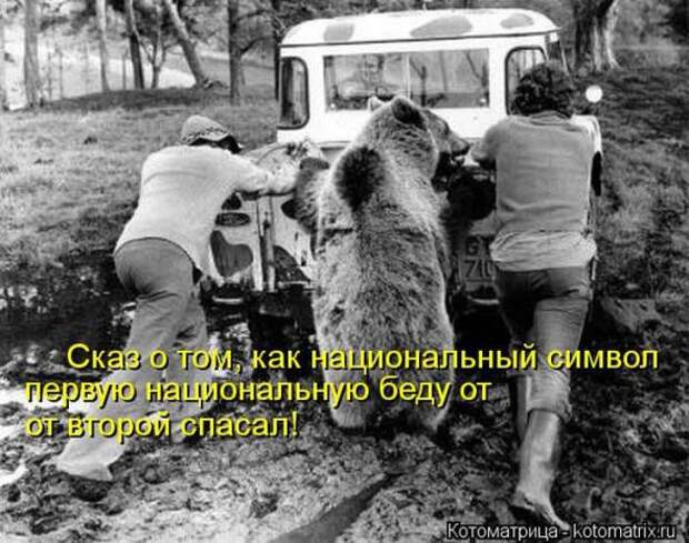 Котоматрицы(картинки с надписями)