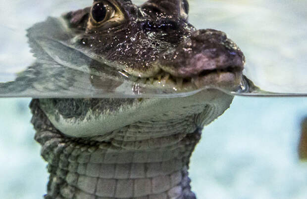 Крокодилы умеют бегать галопом