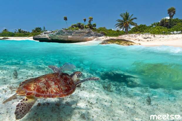 turtle in the sea