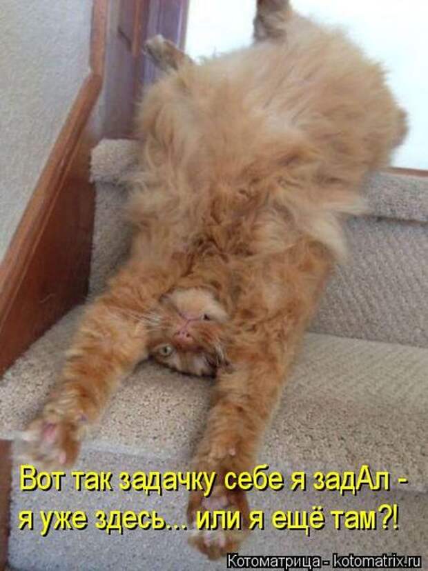 Лучшие котоматрицы недели (50 фото)