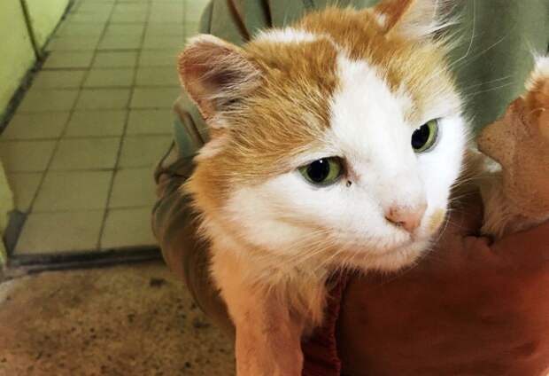 В Воронеже спасли бездомного кота, в которого стреляли из пневматики