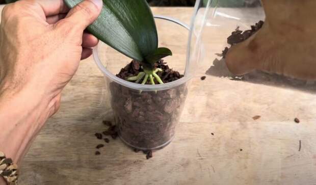 Как спасти орхидею, используя только чеснок, результат потрясающий