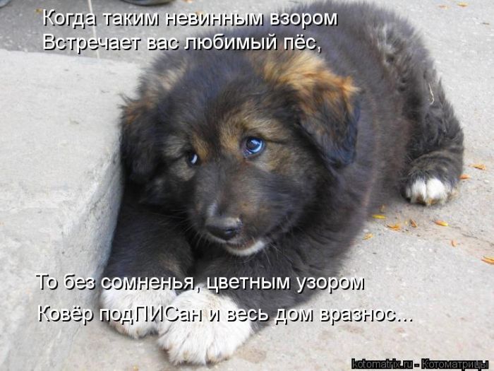 Лучшие котоматрицы недели (50 фото)