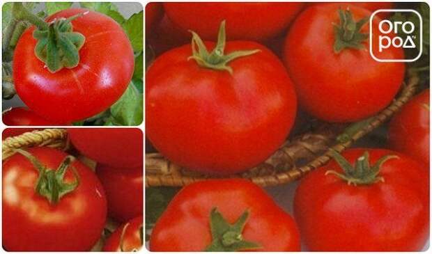 помидоры томаты сорт Аляска
