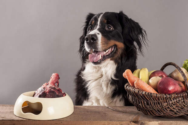 Ветврач Ильина: перед заведением питомца нужно оценить свой бюджет