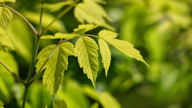 Клен ясенелистный: тайная битва за сибирские леса идет прямо сейчас