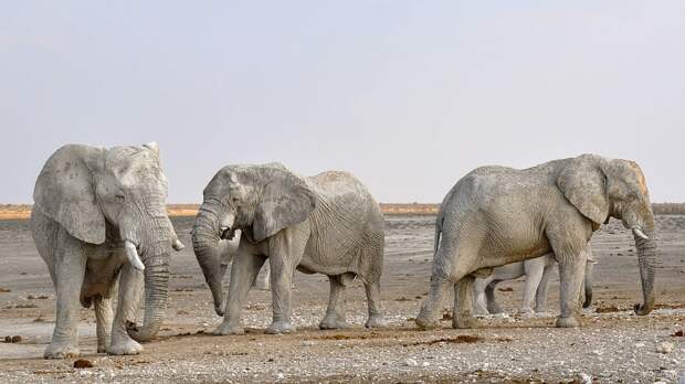 Слон, Стадо Слонов, Африка, Намибия, Природы, Сухой