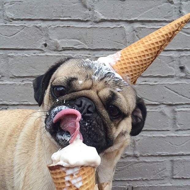 пес с мороженым