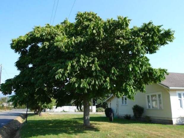 Ореховое дерево у дома