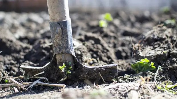 Акция «Наш лес. Посади своё дерево» пройдёт 21 сентября в Подмосковье