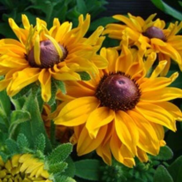 Рудбекия - осенний красивый многолетник