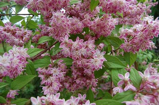 Deutzia hybrida Strawberry Fields DSC_0088 (700x465, 325Kb)