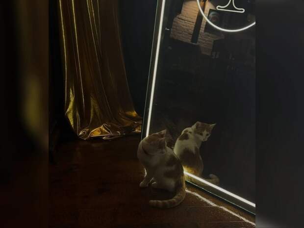 Пропавшего в Астрахани кота-бармена нашли