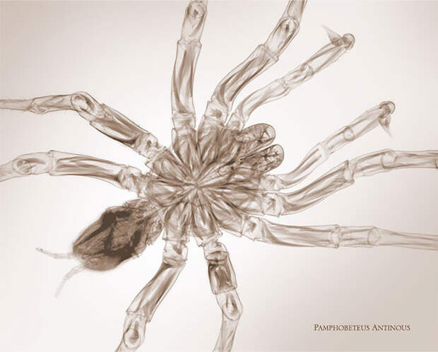 Фотограф-рентгенолог показывает мир насекомых изнутри мир изнутри, необычно, рентген, фото, фотограф