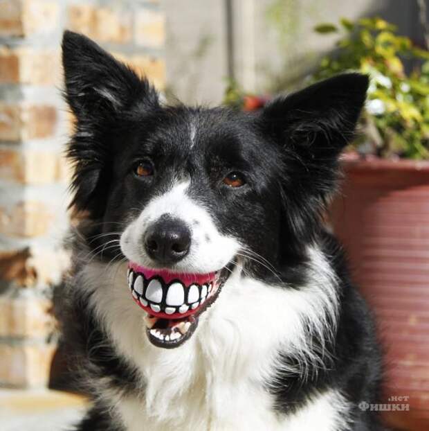 Прикольная игрушка-улыбка для собак!