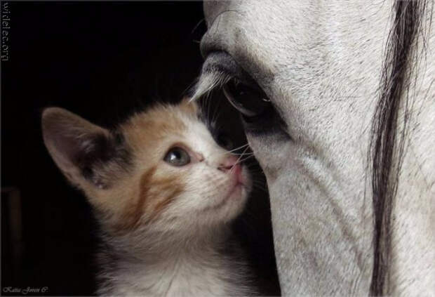 1369176544_animals_friendship_58 (700x478, 177Kb)