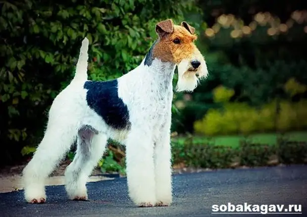 Фокстерьер собака. Описание, особенности, уход и цена фокстерьера