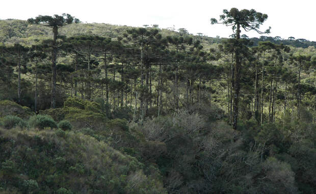 Лес Араукария Чили Именно здесь растут красивейшие чилийские сосны, некоторые из которых насчитывают более тысячи лет. Ученые считают, что необычная, перевернутая крона этих деревьев появилась в результате эволюции: так растения отгоняли травоядных динозавров, бродивших здесь целых 180 миллионов лет назад.