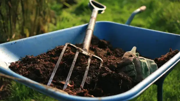 Секреты правильной посадки малины для отличного урожая