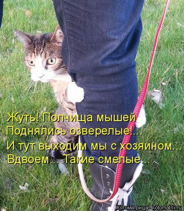 Лучшие котоматрицы недели