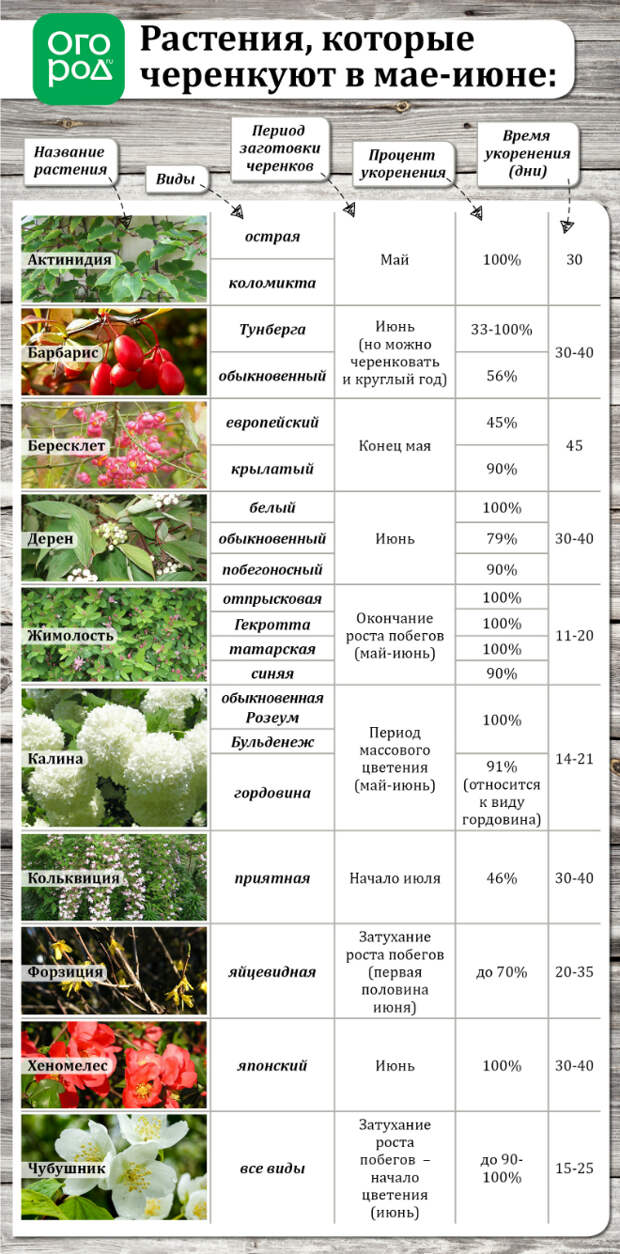 сроки летнего черенкования 