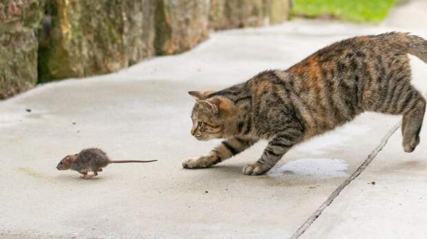 Что делать, если кошка принесла мышь: как отказаться от подарка, чтобы ее не обидеть