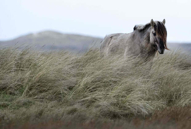 Лошадь в природном заповеднике на северном голландском острове Тексел