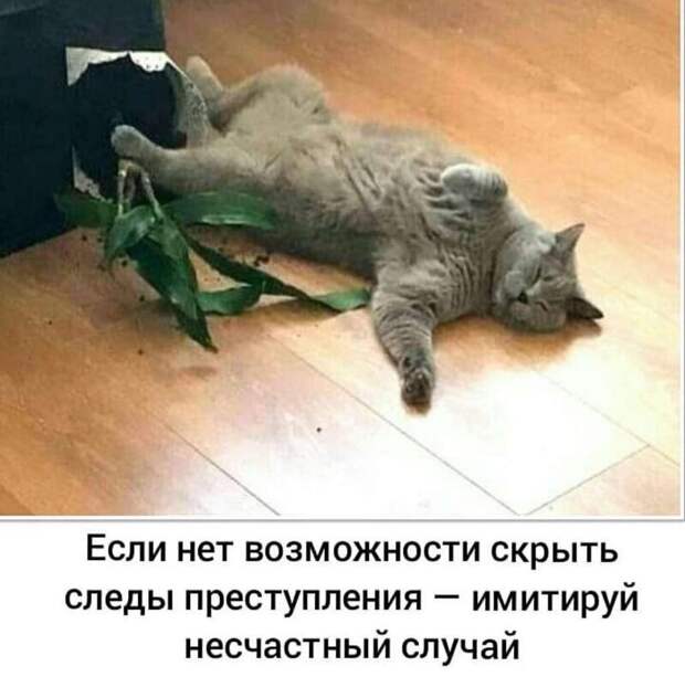 Имитируй
