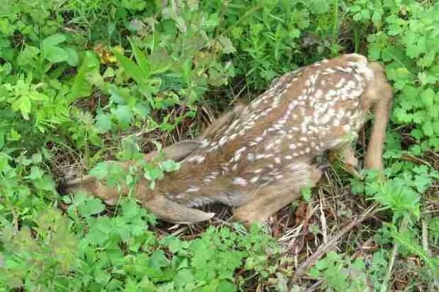 Rescued deer's fawn