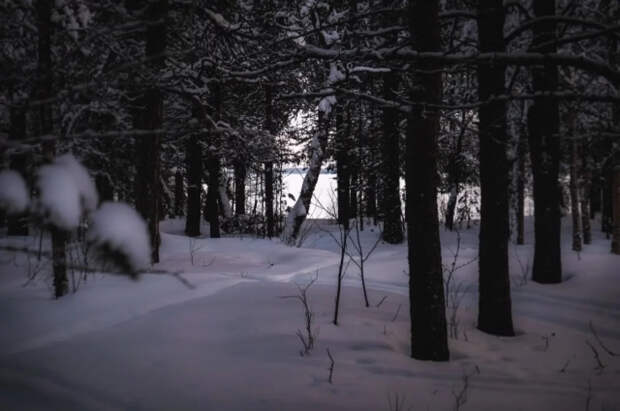 Минприроды ДНР разработает программу обновления лесных питомников