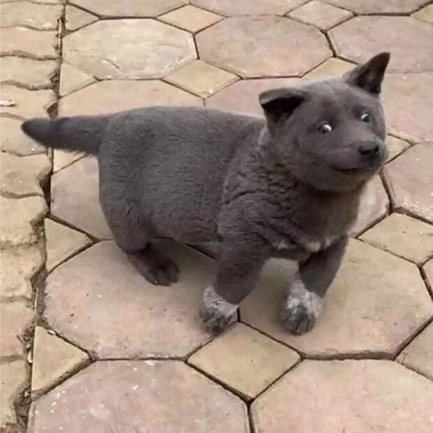 6 фото щенка, который похож на гибрид кота и собаки