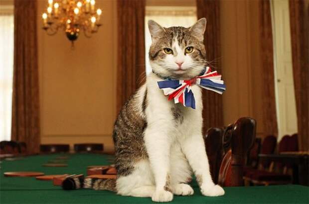 Влияние кота Ларри на британскую политику – нешуточные доказательства британия, кот ларри, политика