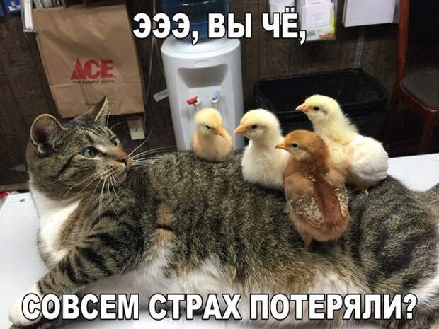 Веселые картинки с надписями про животных (11 фото) Веселые картинки с надписями про животных (11 фото)