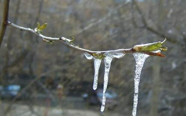 До 10 мая в Рязанской области прогнозируются заморозки