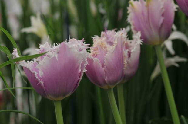 UK 2008. London. Chelsea Flower Show 2008. Ôîòîãðàô: Øêîíäèíà Òàòüÿíà, info@gardenphotography.ru © ÈÄ "Áîííèåð Ïàáëèêåéøåíç". Âñå ïðàâà çàùèùåíû